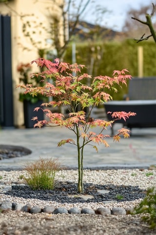 Érable japonais 'Acer Moonrise' - 
Hauteur livrée 60 à 70 cm