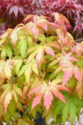 Érable japonais 'Acer Moonrise' - 
Hauteur livrée 60 à 70 cm