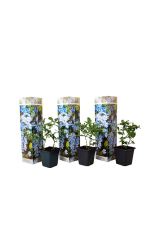 3 Plumbagos - Hauteur livrée 25-40 cm
