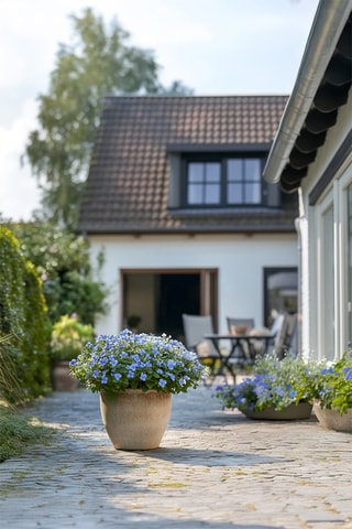 3 Plumbagos - Hauteur livrée 25-40 cm