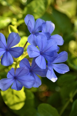 3 Plumbagos - Hauteur livrée 25-40 cm