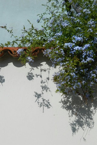 3 Plumbagos - Hauteur livrée 25-40 cm