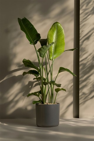 Oiseau de paradis Strelitzia Nicolai XXL - Hauteur livrée 150-170 cm