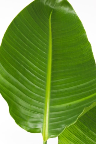 Oiseau de paradis Strelitzia Nicolai XXL - Hauteur livrée 150-170 cm