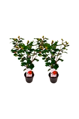2 camellias japonica - Hauteur livrée 50-60 cm