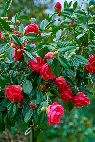 2 camellias japonica - Hauteur livrée 50-60 cm