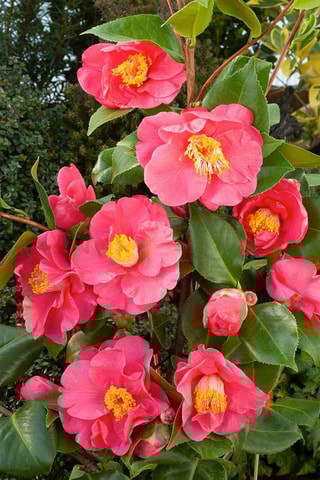 2 camellias japonica - Hauteur livrée 50-60 cm