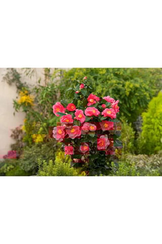 2 camellias japonica - Hauteur livrée 50-60 cm