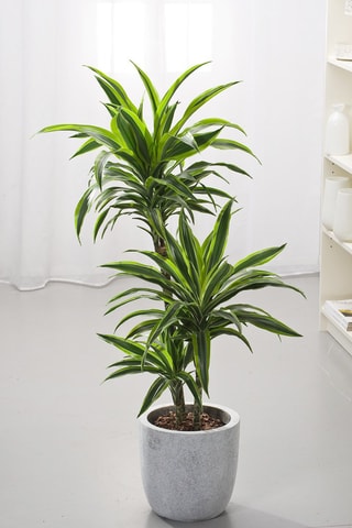 Dragonnier Lemon Lime XXL - 
Hauteur livrée 130-140 cm