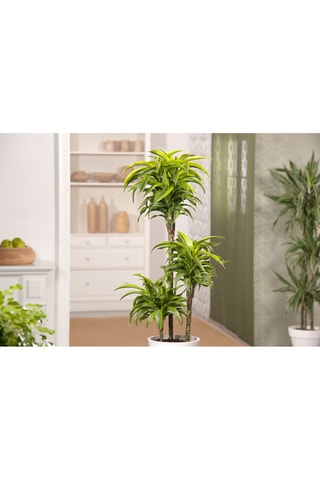 Dragonnier Lemon Lime XXL - 
Hauteur livrée 130-140 cm