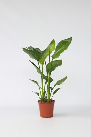 Oiseau de paradis Strelitzia Nicolai - Hauteur livrée 55-70 cm