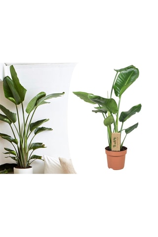 Oiseau de paradis Strelitzia Nicolai - Hauteur livrée 55-70 cm