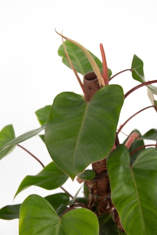 Philodendron Red Emerald Kratiste - Hauteur livrée 70-80 cm