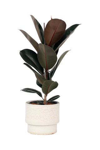 XL Ficus Elastica Abidjan - Hauteur livrée 80-100 cm