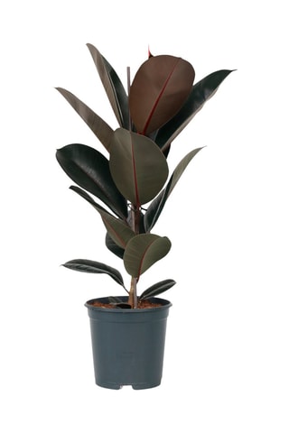 XL Ficus Elastica Abidjan - Hauteur livrée 80-100 cm