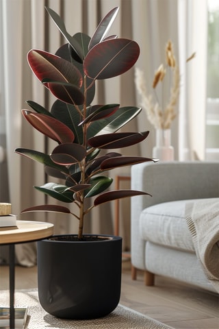 XL Ficus Elastica Abidjan - Hauteur livrée 80-100 cm