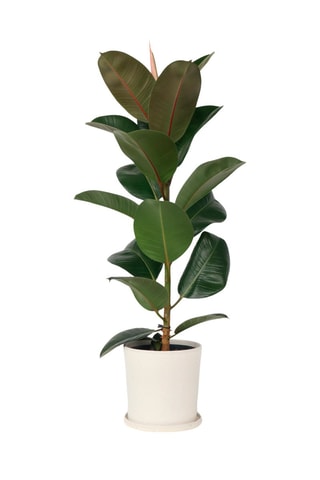 XL Ficus Elastica Robusta - Hauteur livrée 80-100 cm