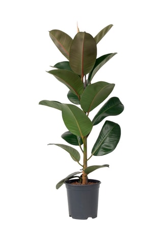 XL Ficus Elastica Robusta - Hauteur livrée 80-100 cm