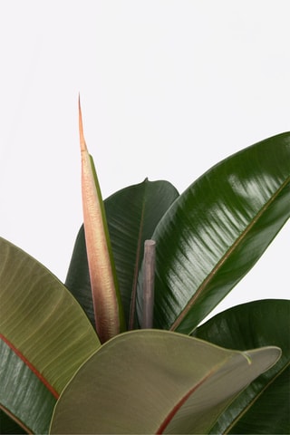 XL Ficus Elastica Robusta - Hauteur livrée 80-100 cm