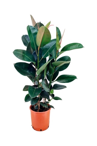 XL Ficus Elastica Robusta - Hauteur livrée 80-100 cm