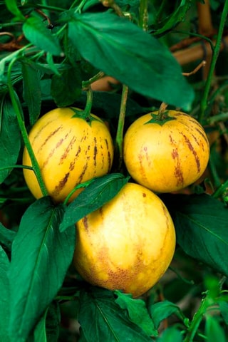 3 Pepino Gold 'Melon Pear' - Hauteur livrée 25-40 cm