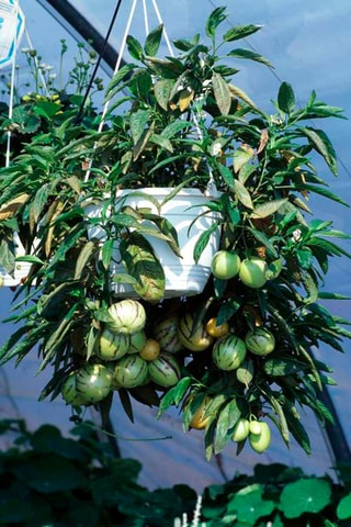 3 Pepino Gold 'Melon Pear' - Hauteur livrée 25-40 cm