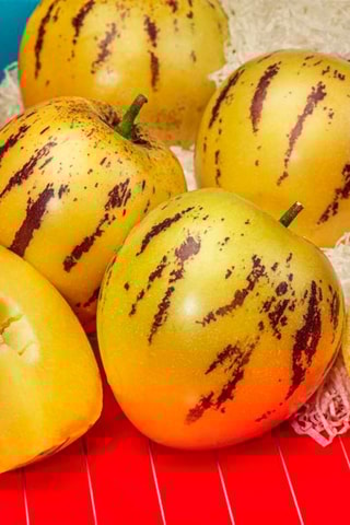 3 Pepino Gold 'Melon Pear' - Hauteur livrée 25-40 cm