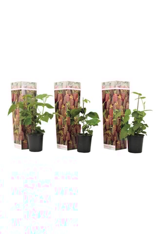 3 mûrier-framboisier 'Rubus Tayberry' - Hauteur livrée 25-40 cm
