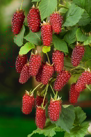 3 mûrier-framboisier 'Rubus Tayberry' - Hauteur livrée 25-40 cm