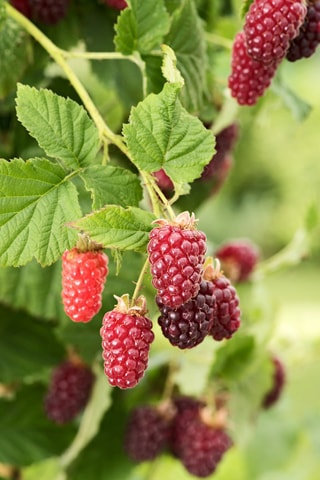 3 mûrier-framboisier 'Rubus Tayberry' - Hauteur livrée 25-40 cm