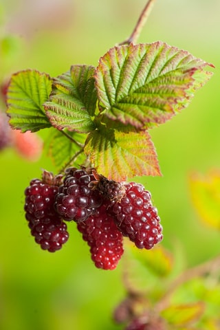 3 mûrier-framboisier 'Rubus Tayberry' - Hauteur livrée 25-40 cm