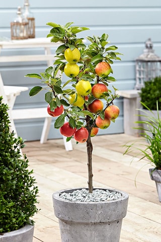 Pommier triple variétés - Hauteur livrée 60-80 cm