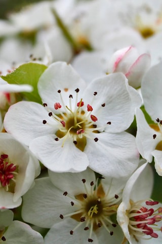 Pommier triple variétés - Hauteur livrée 60-80 cm