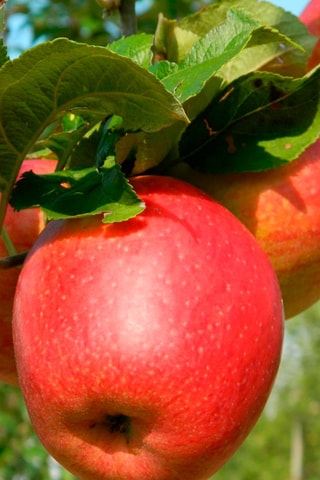 Pommier triple variétés - Hauteur livrée 60-80 cm