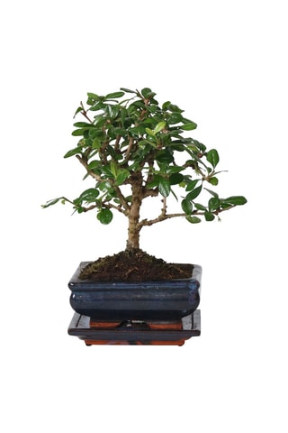 Bonsai "Carmona Ball"- Hauteur livrée 25-30 cm
