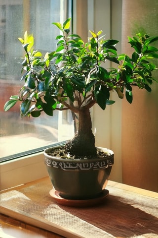 Bonsai "Carmona Ball"- Hauteur livrée 25-30 cm