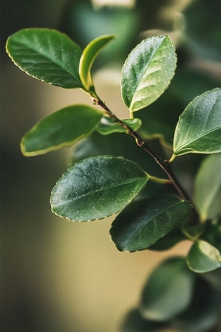 Bonsai "Carmona Ball"- Hauteur livrée 25-30 cm