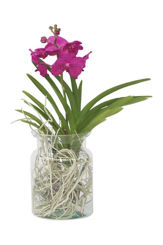 Vanda orchidée cerise et vase - Hauteur livrée 45-55 cm