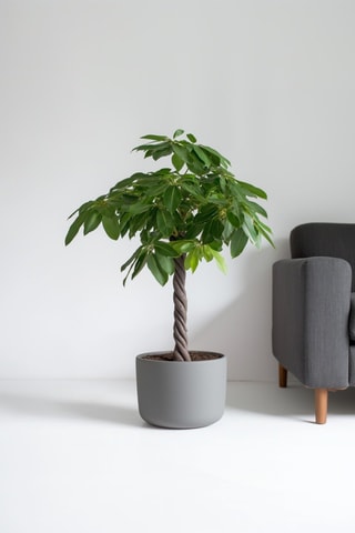 Pachira "Money Tree" XL - Hauteur livrée 110-120 cm