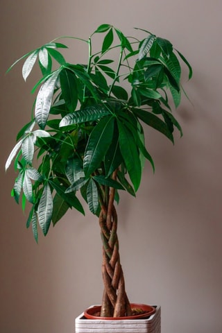 Pachira "Money Tree" XL - Hauteur livrée 110-120 cm