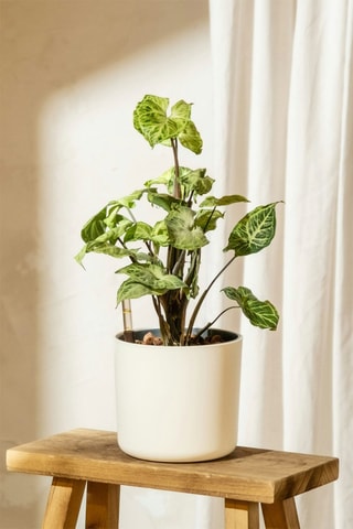 2 Syngonium podophyllum Pixie - Hauteur livrée 25-40 cm