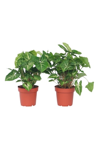 2 Syngonium podophyllum Pixie - Hauteur livrée 25-40 cm