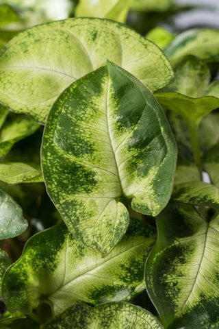 2 Syngonium podophyllum Pixie - Hauteur livrée 25-40 cm