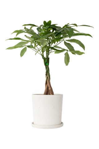 Pachira "Money Tree" - Hauteur livrée 60-70 cm