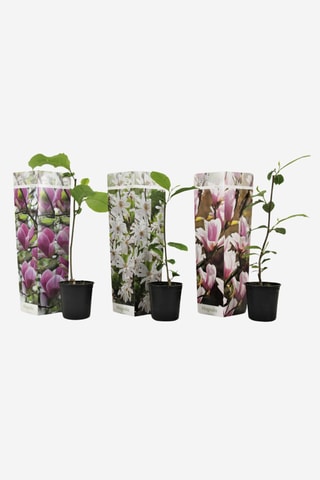 3 magnolias - Hauteur livrée 25-40 cm