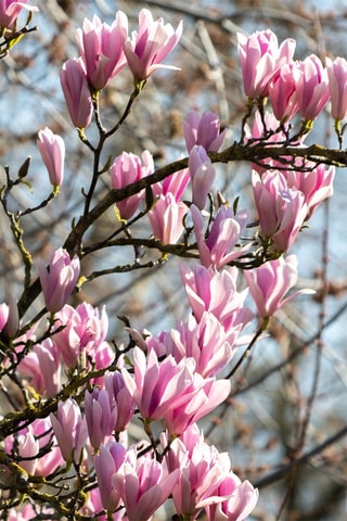 3 magnolias - Hauteur livrée 25-40 cm