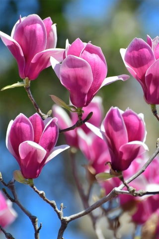 3 magnolias - Hauteur livrée 25-40 cm