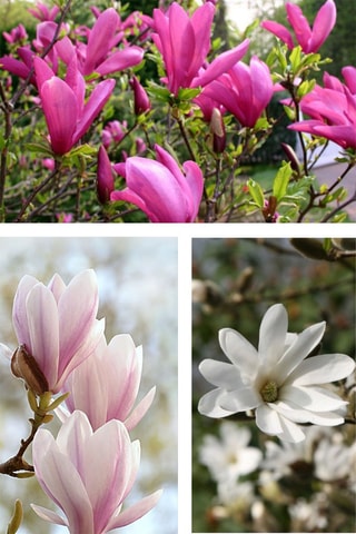 3 magnolias - Hauteur livrée 25-40 cm