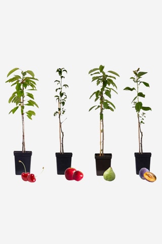 4 arbres fruitiers - Hauteur livrée 60-70 cm