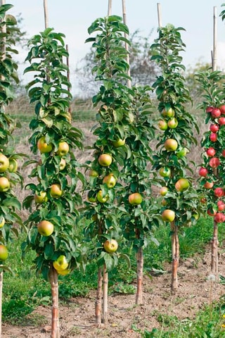 4 arbres fruitiers - Hauteur livrée 60-70 cm